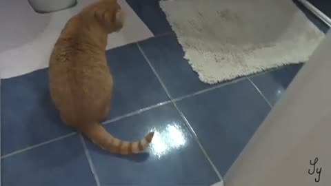 A day in a cat's Life