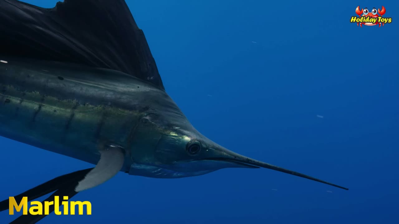 Seals Dive in Deep Continents in Search of Slow Swimming Fish