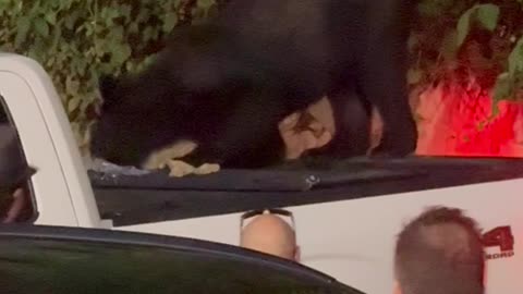 Bear Finds Fishing Bait in Pickup