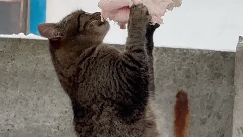 Cat Found a Hanging Snack