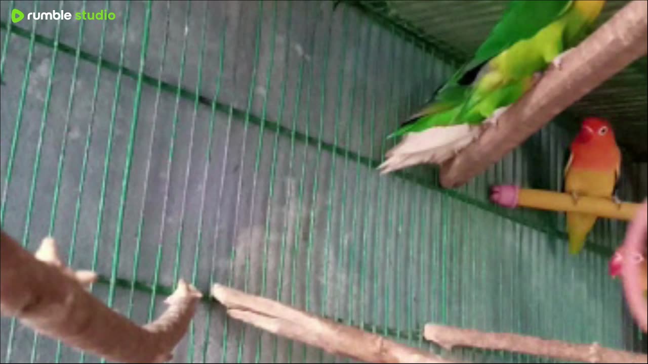 GOOD MORNING TO PETS 🌞🌞