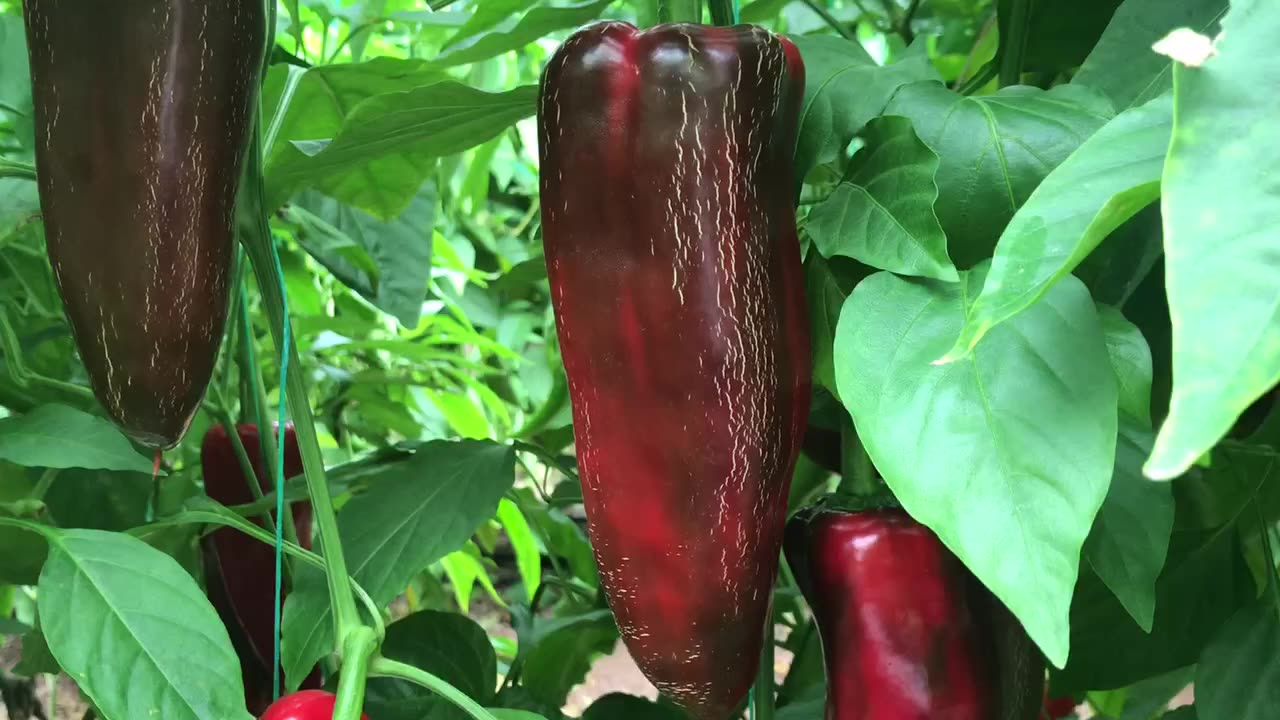 A delicious vegetable: Capia