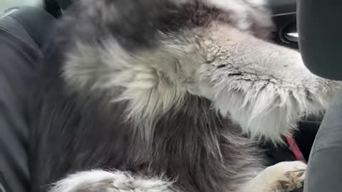 Husky Enjoying Highway Breeze