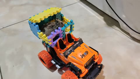 Hamster playing jeep remote