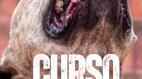 Curso Detentores De Cães Perigosos Ou Potencialmente Perigosos