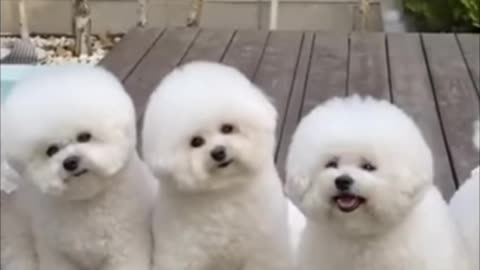 Very cyut little puppys and nice funny video 🙂😀😃😄😁😆👍