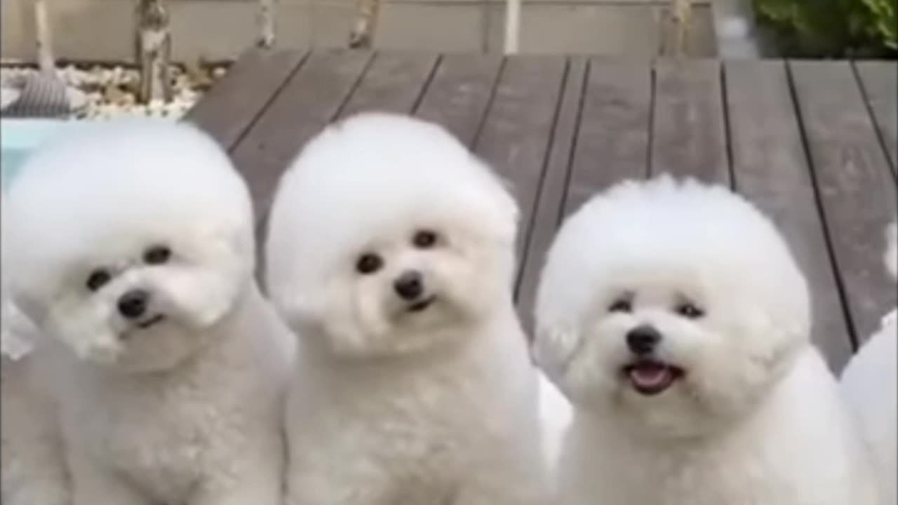 Very cyut little puppys and nice funny video 🙂😀😃😄😁😆👍