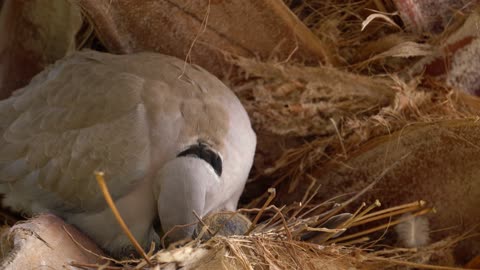 Cute Animal Ep154