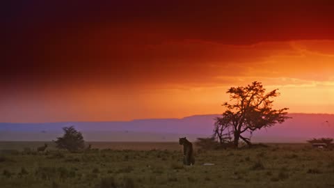 Big Cats Of The World 4K - Scenic Wildlife Film With Inspiring Music