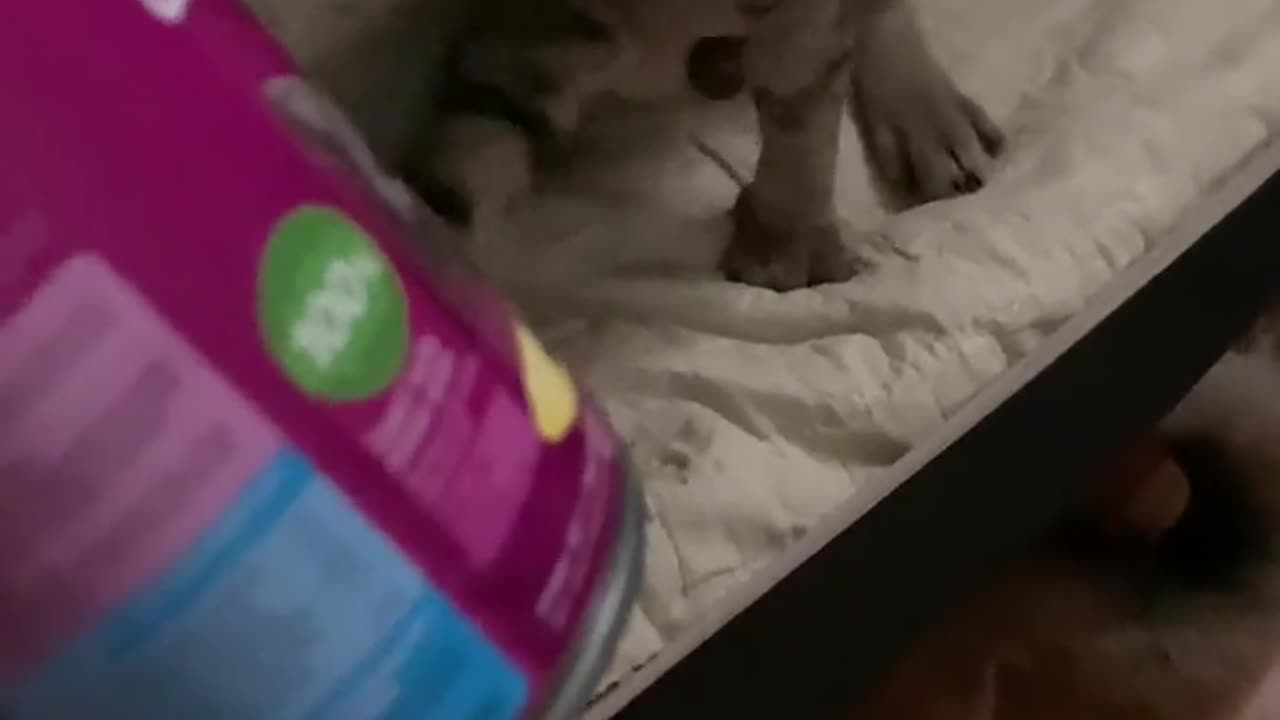 🐅🍖 Fierce Animal's Brutal Attack on Food Source! | FunFM