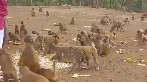Feeding the monkeys is an interesting job