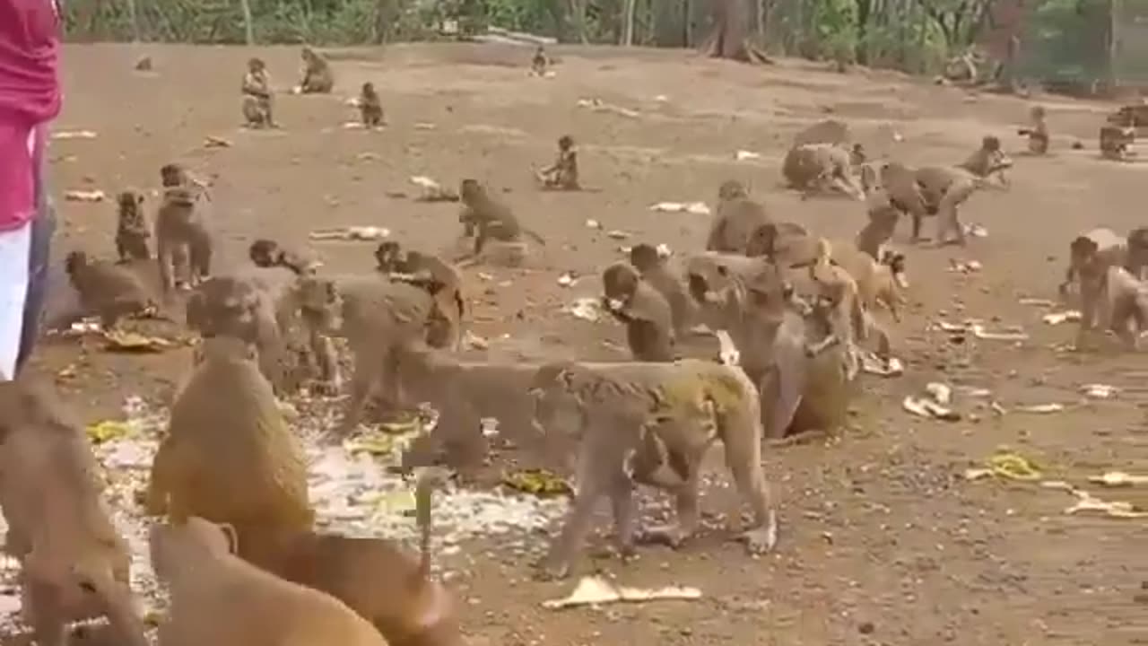 Feeding the monkeys is an interesting job