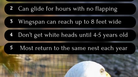 5 Fun Facts about Bald Eagles #wildlifefacts #animallovers #birds