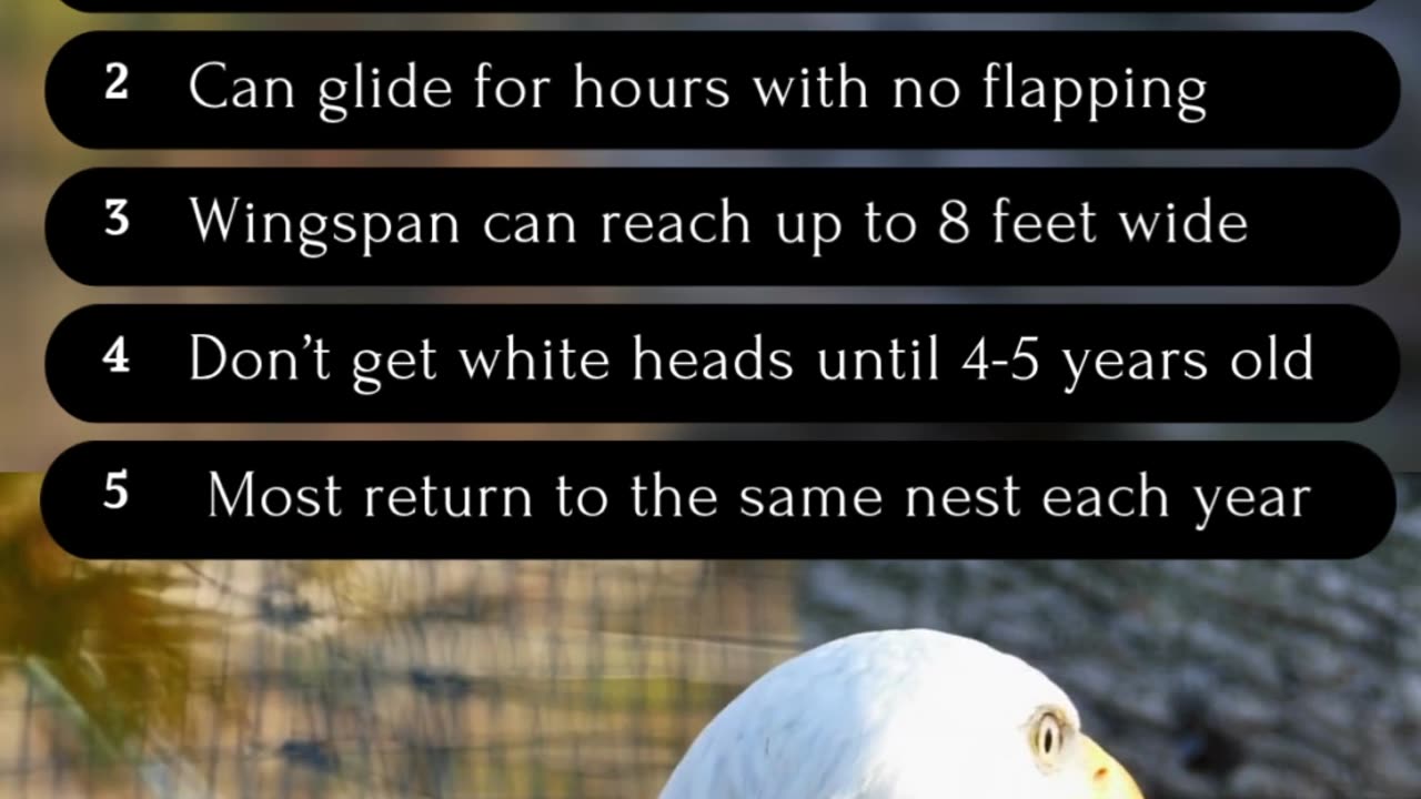 5 Fun Facts about Bald Eagles #wildlifefacts #animallovers #birds
