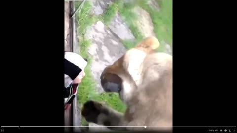These kids would be toast in the wild - this is how these cats hunt their prey