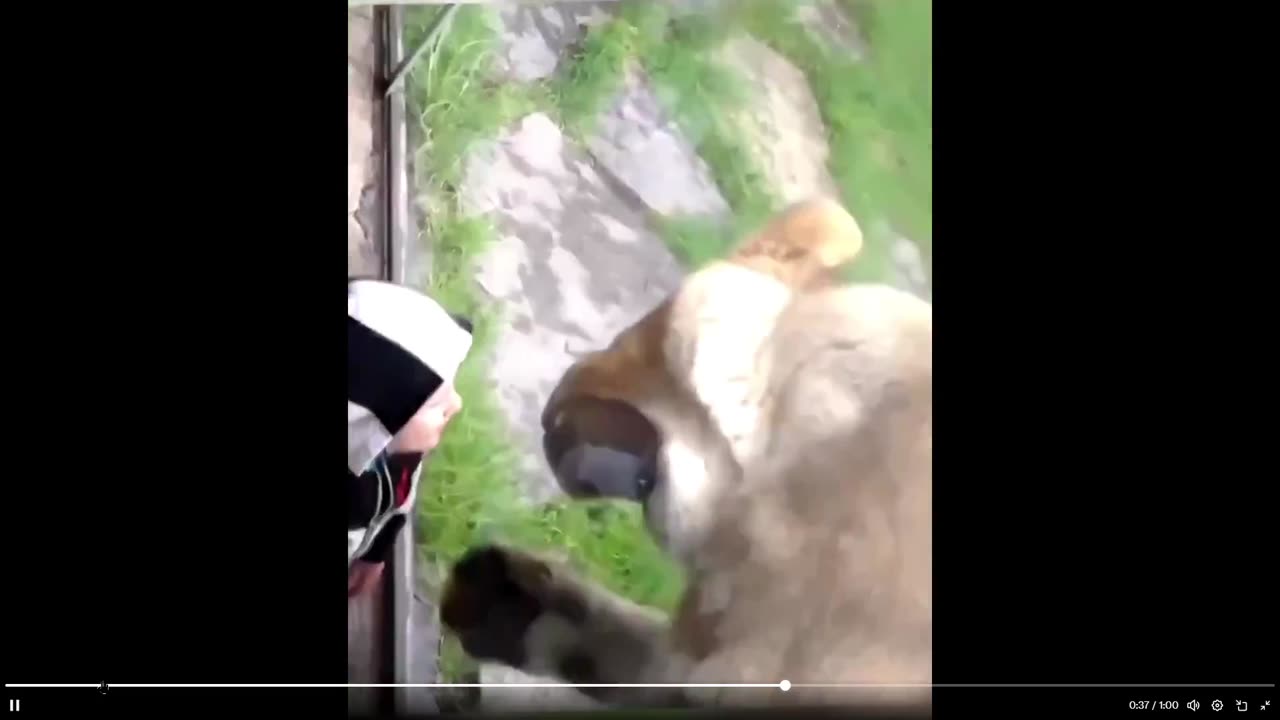 These kids would be toast in the wild - this is how these cats hunt their prey