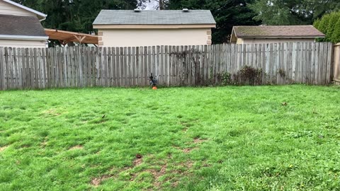 Yuma meets the 'heeler ball' for the first time