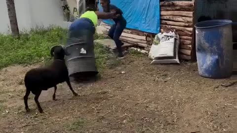 😂🐐 Running From A Goat? You HAVE To See This! | FunFM