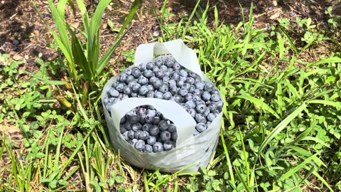Blueberry Farm