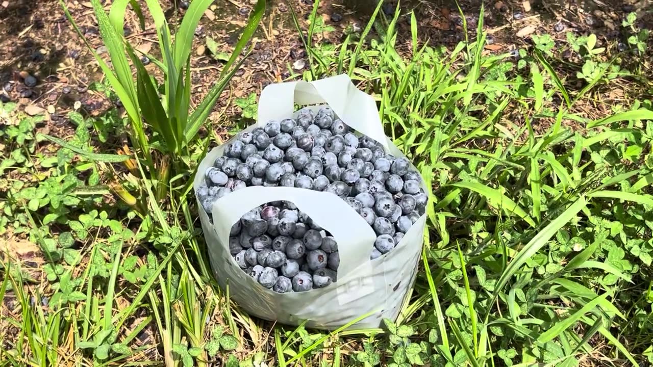 Blueberry Farm