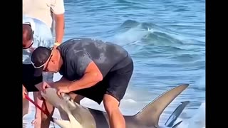 saving a Hammerhead shark