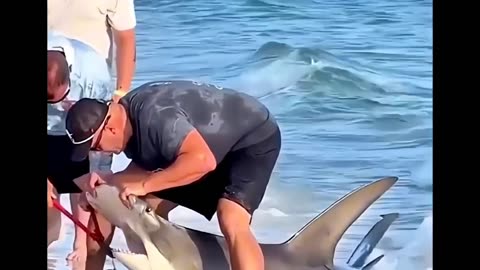 saving a Hammerhead shark