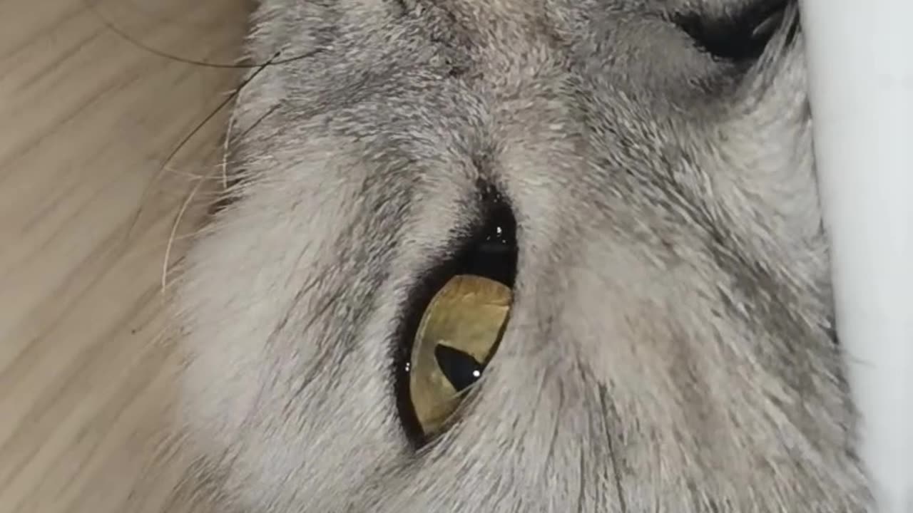 Cat Grooms Himself Without Getting Up!