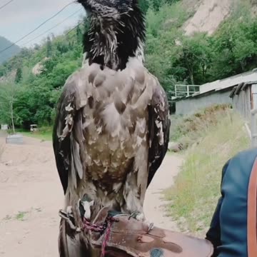 "The Predator's Gaze – Face to Face with a Wild Eagle"