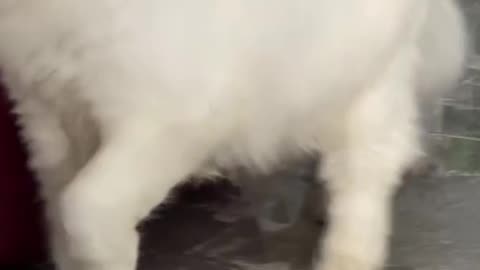 Cat cat