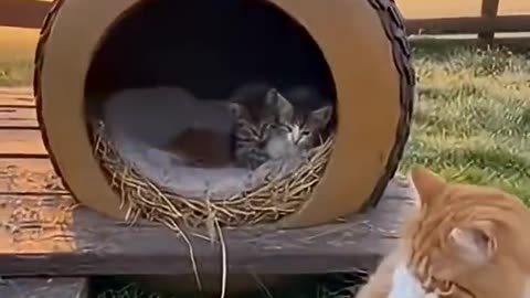 The rooster shattered the cat's dream