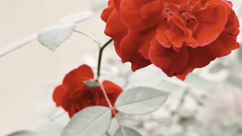 Rose Flowers Song ❤ #maxrecords #larkana #sindh #pakistan