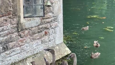 😂🦆 Swan's Servant: The Funniest Fail! | FunFM