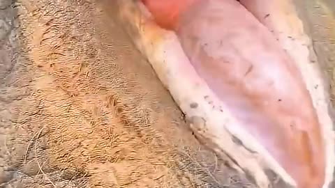 Feeding your favourite elephant | Elephant