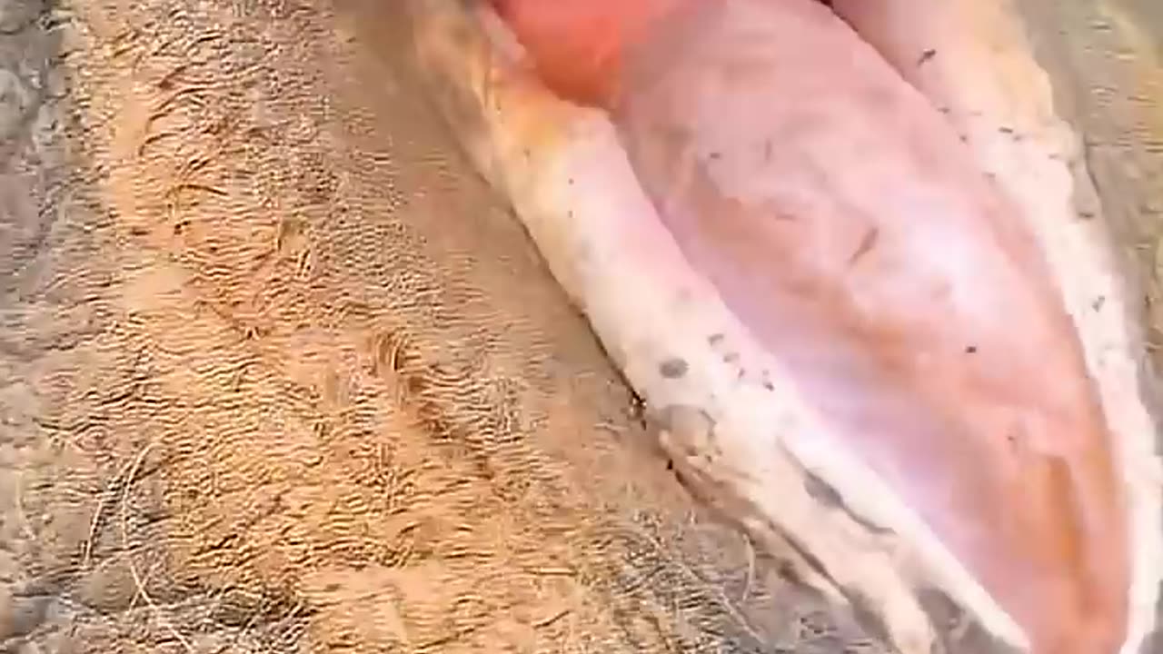 Feeding your favourite elephant | Elephant