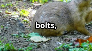 🎥 Title Coyote & Badger Nature’s Unlikely Dream Team 🐺🦡 Mutualism in Action!