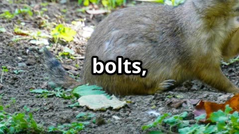 🎥 Title Coyote & Badger Nature’s Unlikely Dream Team 🐺🦡 Mutualism in Action!