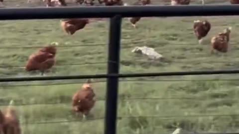 Preparing For The Chicken Wars