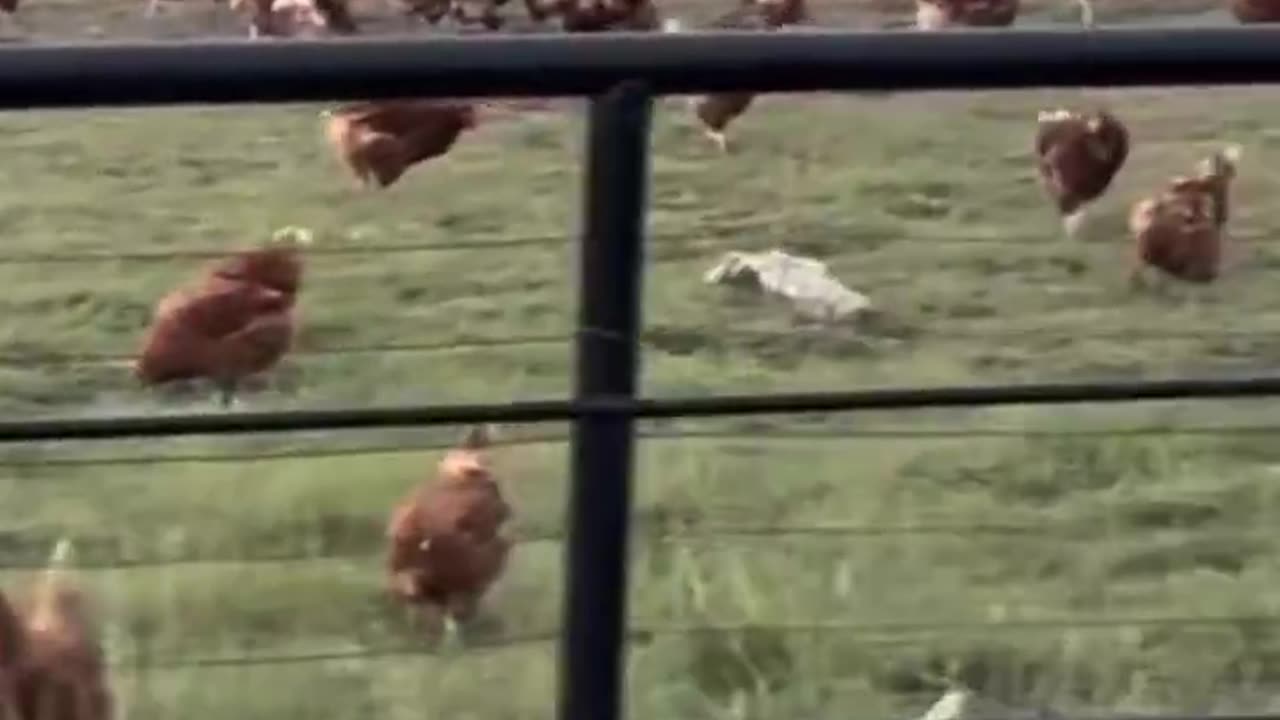 Preparing For The Chicken Wars