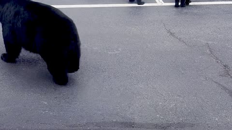 Bear Sighting During a Conference Call