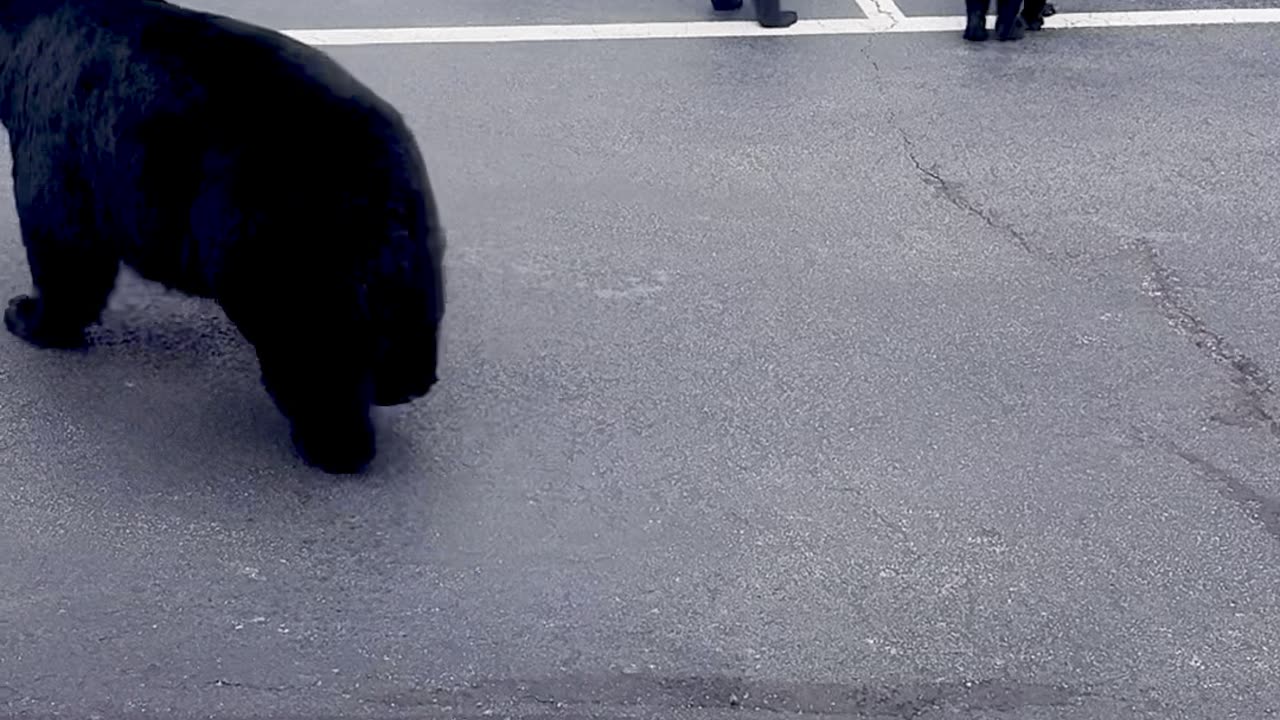 Bear Sighting During a Conference Call