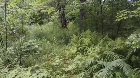 White-tailed deer