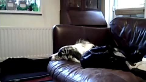 😨🎙️ Disembodied Voice Caught on Dog-Cam! Unknown Language | TheHauntingHour