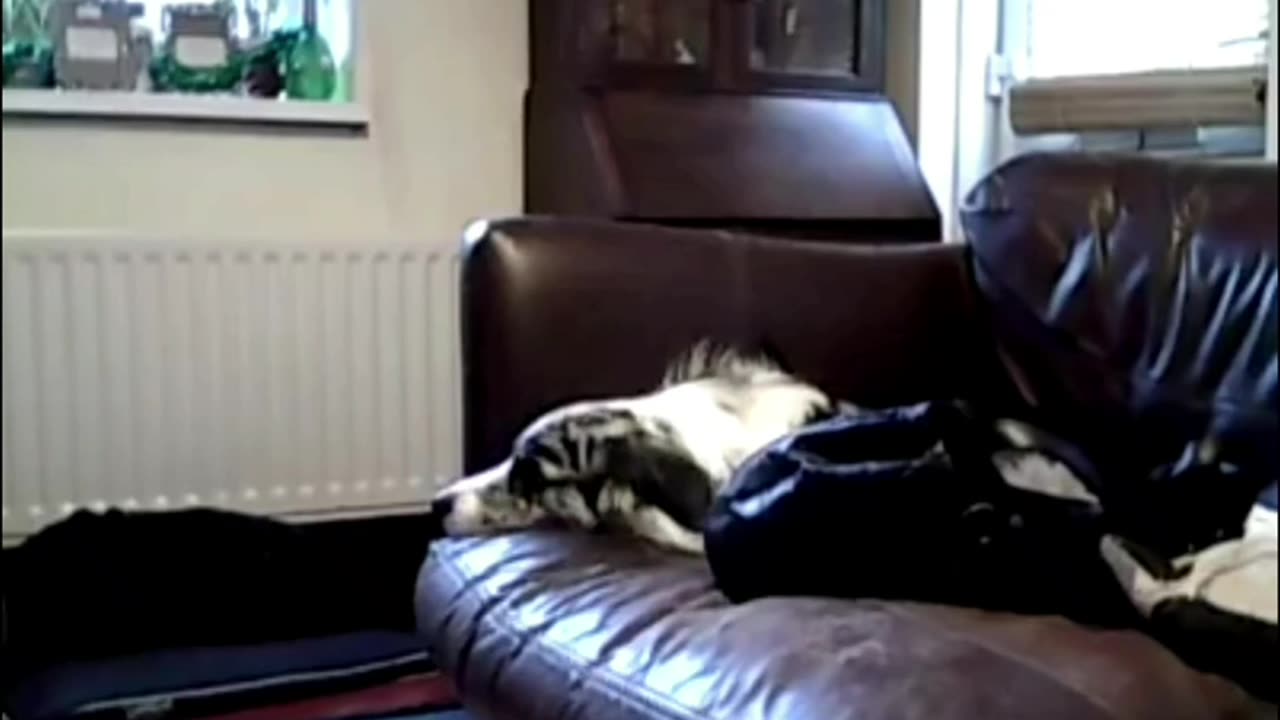 😨🎙️ Disembodied Voice Caught on Dog-Cam! Unknown Language | TheHauntingHour