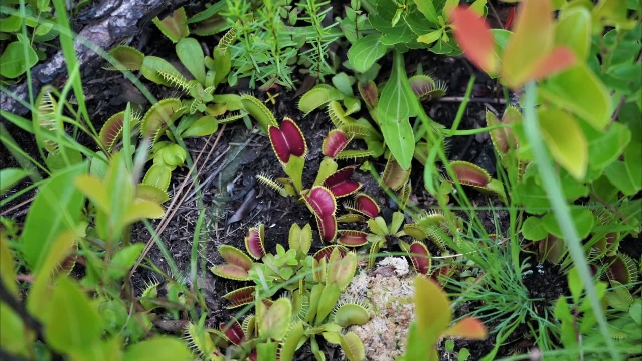 Everything you need to know about Venus fly traps