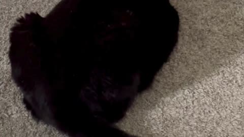 Cute Precious Piper Practices Her Letter L - Adopting a Cat from a Shelter Vlog #shorts