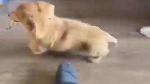 Dogs Doing Funny Things 😂 Best of January 2024