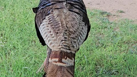 Wild Turkey in Palo Duro Canyon