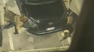 Dogs tear apart car - looking for animal?
