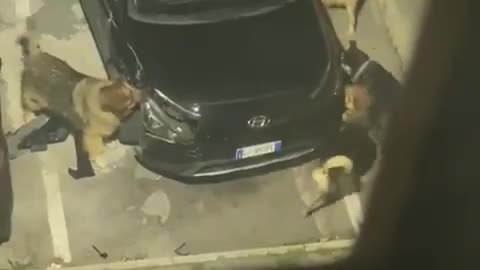 Dogs tear apart car - looking for animal?