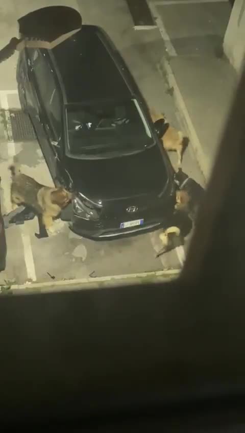 Dogs tear apart car - looking for animal?